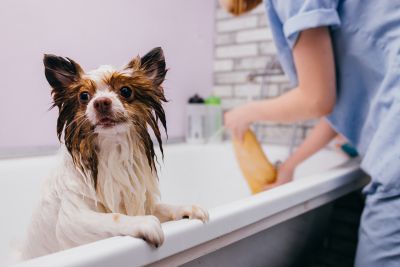 Pet Grooming and Pet Sitting Insurance in Carroll, IA by Lenz Insurance & Real Estate