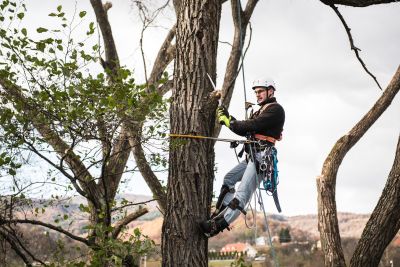 Tree Trimming Insurance in Carroll, IA by Lenz Insurance & Real Estate